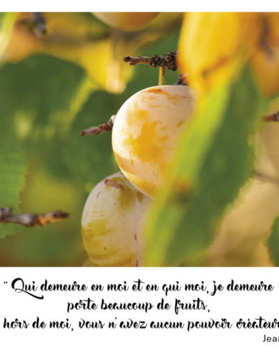 “Qui demeure en moi et en qui moi, je demeure porte beaucoup de fruits, car hors de moi, vous n'avez aucun pouvoir créateur.” Jean 15, 5