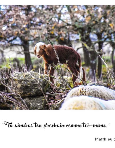 “Tu aimeras ton prochain comme toi-même.” Matthieu 22, 39